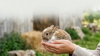 Young brown rabbit resting in human hands at farm or garden setting with wooden fence and green plants in soft focus background.