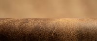 Golden wheat field stretching to horizon under warm sunset light creating peaceful agricultural landscape for farming and harvest concepts.