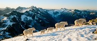 Mountain goats walking in single file across snowy alpine ridge with dramatic snow-capped peaks in background during golden hour sunrise or sunset.