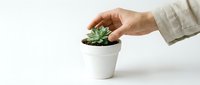 Hand touching a small green succulent plant in a white ceramic pot on a light background, minimalist home decor concept.