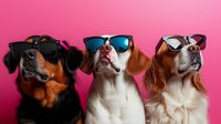 Three stylish dogs wearing sunglasses posing together against pink background, humorous pet portrait showing personality and attitude for social media and advertising.
