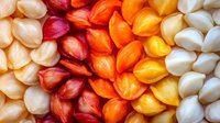 Colorful gradient arrangement of corn kernels transitioning from white to yellow to orange to red, creating vibrant natural pattern for food design projects.