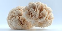 Natural sea sponge with textured surface and organic porous structure isolated on white background for spa, bath, skincare and wellness applications.