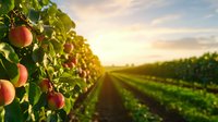 Ripe peaches hanging on tree branches in orchard during golden hour sunset with rows of fruit trees stretching into distance creating peaceful agricultural scene.