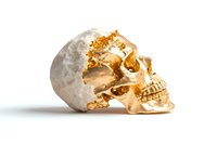Luxurious gold and white marble skull on white background, showcasing detailed anatomical features for artistic or decorative purposes.