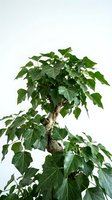 Ficus benjamina bonsai tree with lush green foliage and exposed roots isolated on white background, suitable for interior design and botanical illustrations.