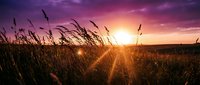 Golden sunset over wild grass field with dramatic purple sky and sun rays bursting through tall meadow plants creating peaceful rural landscape scene.