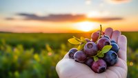 Fresh purple grapes held in cupped hands at sunset in vineyard with golden light streaming through agricultural landscape for harvest season concepts.