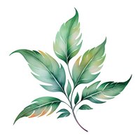 Elegant green leaves branch with subtle golden highlights on white background, watercolor style botanical illustration for nature-inspired designs and decorative projects.