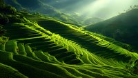 Sunlight streams through clouds illuminating vibrant green terraced rice fields cascading down mountainside, creating dramatic patterns and shadows in agricultural landscape.