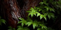 Vibrant green Japanese maple leaves contrast against dark textured tree bark in moody forest setting, creating natural harmony.
