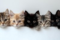 Five adorable kittens of different colors - tabby, ginger, black, and gray - peeking over white edge, looking directly at camera with bright expressive eyes.