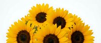 Bright yellow sunflowers bouquet isolated on white background for greeting cards, decorations and floral design projects.