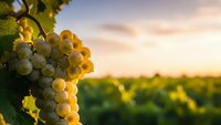 Golden ripe grapes hanging on vine in vineyard during sunset with warm light and blurred background rows creating peaceful agricultural scene for wine industry.