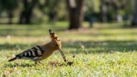 Hoopoe bird with distinctive crest and striped plumage foraging on green grass in sunny park setting for wildlife and nature photography projects.