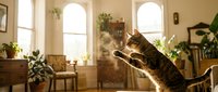 Playful raccoon reaching upward in sunlit living room with arched windows, potted plants, wooden furniture and warm interior decor.