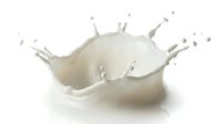 White milk splash crown with droplets on clean background capturing dynamic fluid motion for dairy and beverage advertising campaigns.