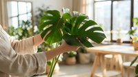 Woman caring for large monstera deliciosa plant in bright modern home interior with natural light and wooden furniture for indoor gardening lifestyle.