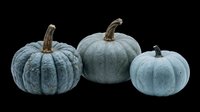 Blue-grey pumpkins in three sizes with textured surfaces and natural stems, isolated on transparent background. Ready for clipart, t-shirt design, print-on-demand, sublimation, and sticker applications.