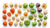 Colorful physalis fruits collection with husks in various ripening stages from green to orange isolated on white background for healthy food design.