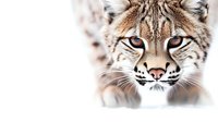 Close up portrait of wild lynx face with intense blue eyes and distinctive facial features against white background, dramatic wildlife photography.