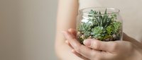 Hands holding glass terrarium with succulent plants and moss, isolated on neutral background for design use.