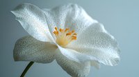 White camellia flower with delicate petals and golden stamens blooming against soft gray background for spring garden botanical photography.