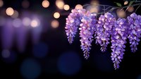 Blooming wisteria flowers in purple and pink hues against dark background with soft bokeh lights creating magical garden atmosphere at dusk.