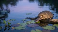 Beaver sitting on log in tranquil pond with lily pads during golden hour sunset, wildlife habitat scene for nature conservation and environmental projects.