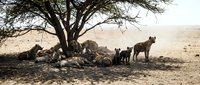 African lion pride resting under acacia tree in savanna landscape with cubs and adults in natural wildlife habitat during golden hour.