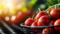 Fresh ripe red tomatoes in metal basket with water drops and sunlight bokeh background for healthy organic food and cooking concepts.