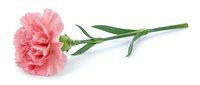 Pink carnation flower with green stem isolated on white background for floral design, greeting cards, wedding decorations and botanical artwork.