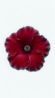 Deep crimson hibiscus flower with ruffled petals and green center, isolated on white background for design, print, and botanical projects.