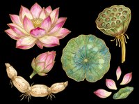 Lotus flower with seed pod, buds, and lily pad isolated on transparent background, ready for t-shirt design, clipart, stickers, sublimation, and print-on-demand projects.