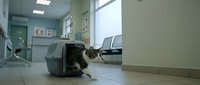 Tabby cat emerging from carrier in veterinary clinic examination room with medical equipment and supplies visible on shelves.