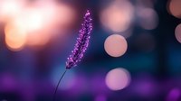 Purple feather floating against dreamy bokeh background with soft pink and orange light effects for creative design projects.