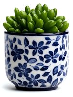 Fresh succulent plant in blue and white ceramic pot with floral pattern, close up view on white background. Decorative indoor gardening and home decor.