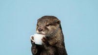 Cute otter holding a small white coffee cup on a light blue background, funny animal concept for cards and social media.