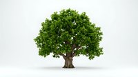 Majestic green oak tree with full canopy isolated on white background for environmental and nature design projects.