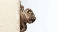 Small brown gecko lizard climbing on white wall corner showing natural reptile behavior and adaptation to vertical surfaces.