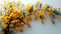 Vibrant yellow mimosa branches with fluffy round blossoms and delicate green leaves against light background, spring flowering botanical composition.