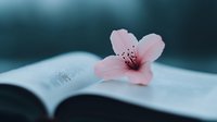 Delicate pink flower rests on open book pages against dark background, creating peaceful contemplative mood for spiritual and literary concepts.