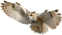Majestic great horned owl in flight with spread wings showing detailed feather pattern against white background, isolated wildlife illustration for nature designs.