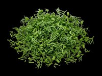 Pile of fresh green dill herb isolated on transparent background, ready for culinary design, recipe graphics, food packaging, cooking blogs, restaurant menus, and print-on-demand products.