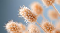 Delicate peach-colored dried flower heads against soft blue background, creating dreamy botanical macro composition with selective focus and gentle natural lighting.