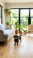 Modern living room with dachshund dog surrounded by houseplants near large windows showcasing natural light and contemporary interior design.