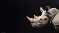 White rhinoceros profile against black background, showcasing distinctive horn and textured skin details in dramatic lighting for wildlife conservation awareness.