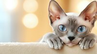 Sphynx cat with striking blue eyes resting on light surface against warm bokeh background, paws forward in playful pose, showing characteristic wrinkled skin and prominent ears.