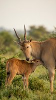 Common eland antelope mother with young calf in African savanna grassland during golden hour wildlife photography for nature and conservation content.