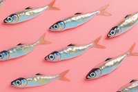 Fresh sardines arranged in diagonal pattern on pink background, minimalist seafood composition showing silver fish with coral colored tails for food industry and design.